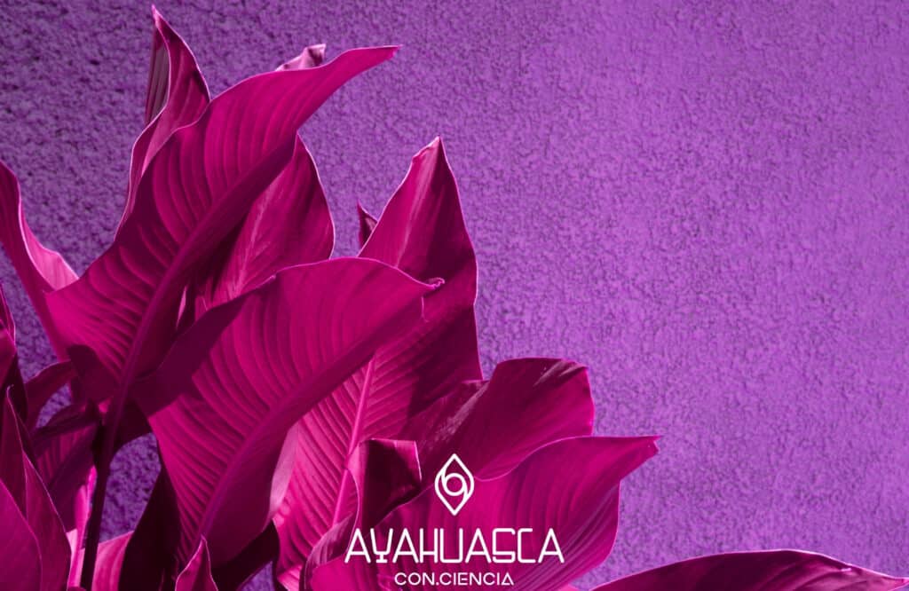 ayahuasca.info ayahuasca conciencia peru - ayahuasca.info ayahuasca.info ayahuasca conciencia peru